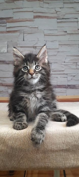 Котята мейн кун в диком окрас