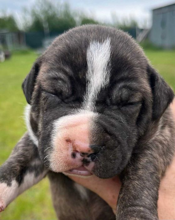 szczeniak Pit Bull APBT import Balkany / USA