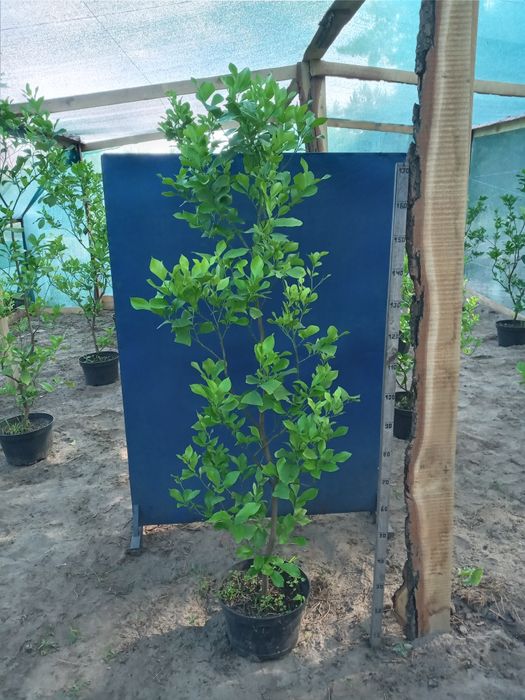 Великі Лимони Павловский