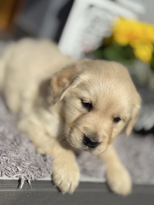 Suczka Golden Retriever GOTOWA DO ODBIORU