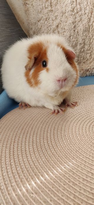 Морская свинка Тедди самка 1,5 года