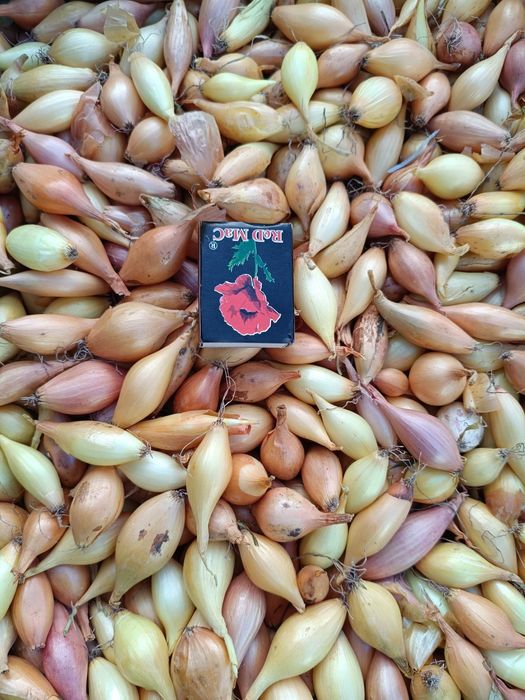 Продам цибулю-сіянку    50 грн.