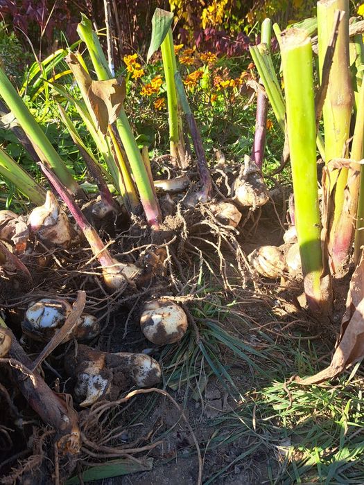 Kłącza kanny Lublin