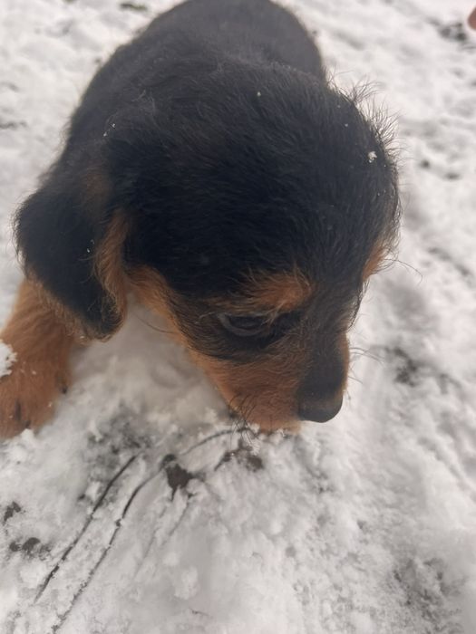 Цуценята в добрі руки