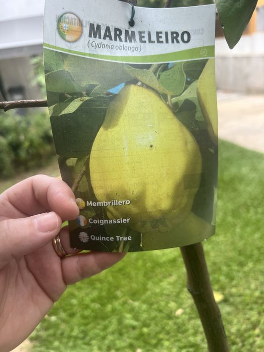 arvore le marmelos