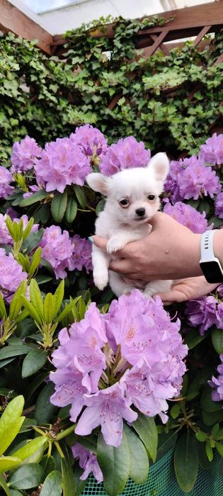 IZZY- piesek chihuahua długowłosy