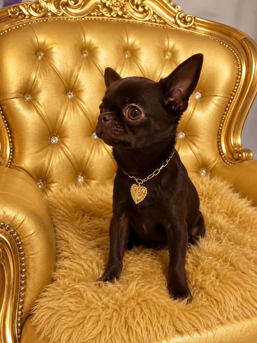 Chihuahua Reproduktor Xxs