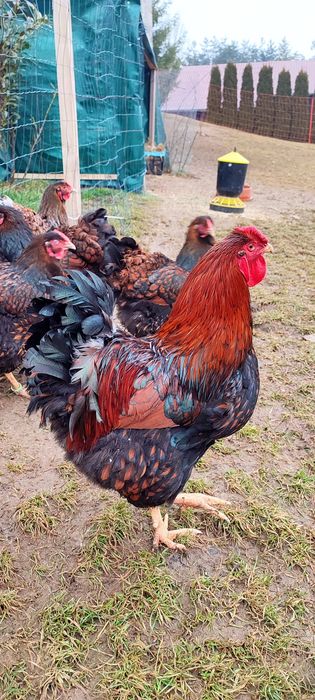 Jaja lęgowe Wyandotte