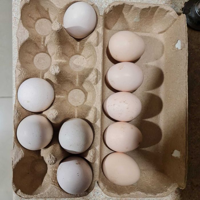 Jaja lęgowe Ayam Cemani