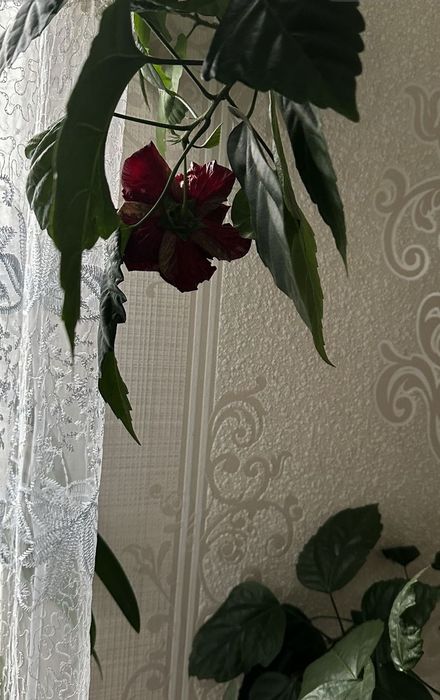 Китайська роза, гібіскус, вазони