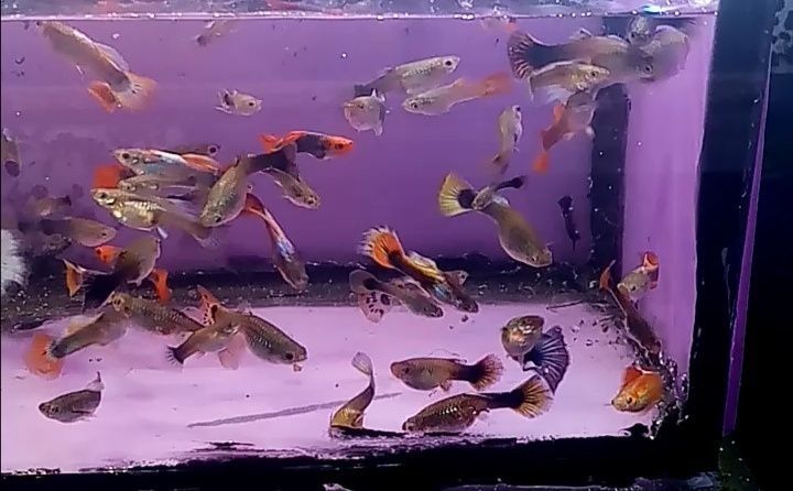 Gupik  mix różne kolory