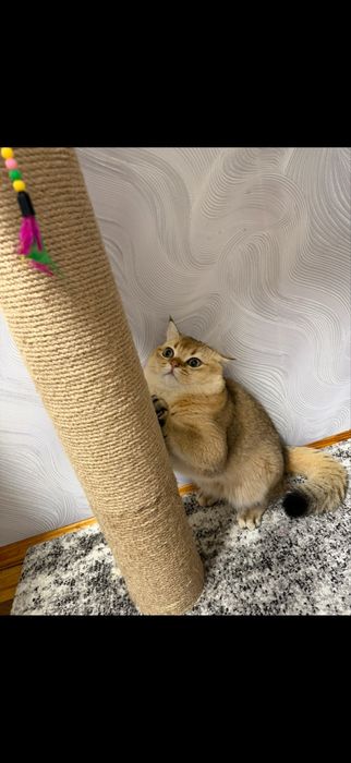 Кот на вязку Золотая шыншыла