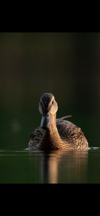 Aparat bezlusterkowy Sony a6500