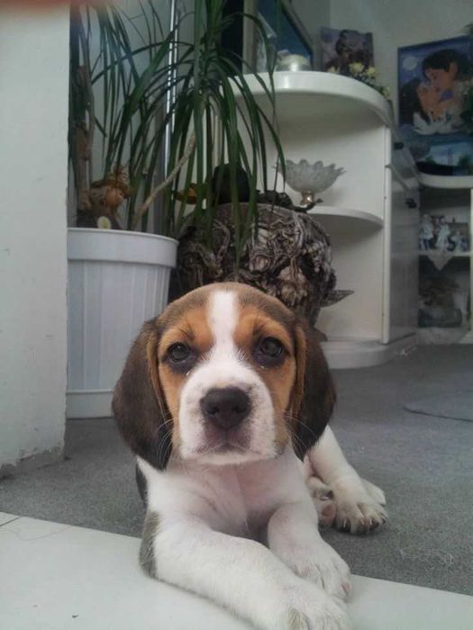 Продаються біглі віком два місяці. Вакциновані