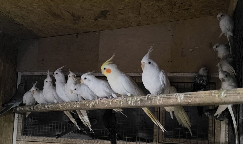 Sprzedam papugi nimfy