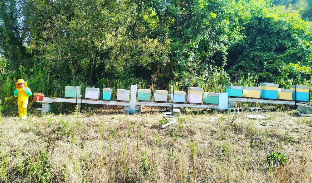 Enxames de abelhas novos em 2025