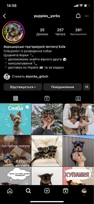 Красунчики Йоркширські тер‘єри