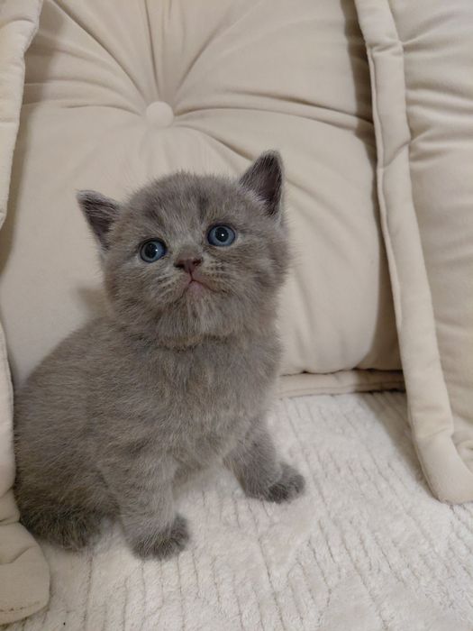 Продаються шотландські котенята