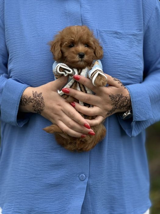 Хлопчик Мальтіпу — пухнастий малюк з великим серцем