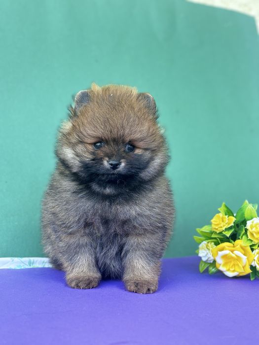 Дівчинка у ведмежому типі