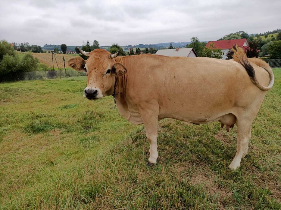 Krowa Piemontese