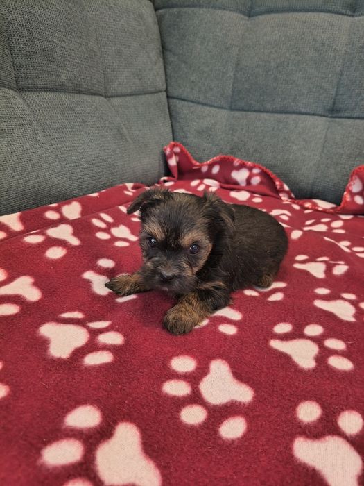 Yorkshire terrier sunia