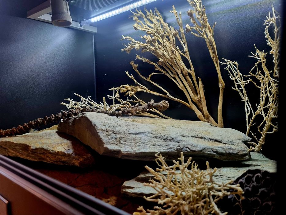 Terrarium 60x40x40 dla gekona lamparciego
