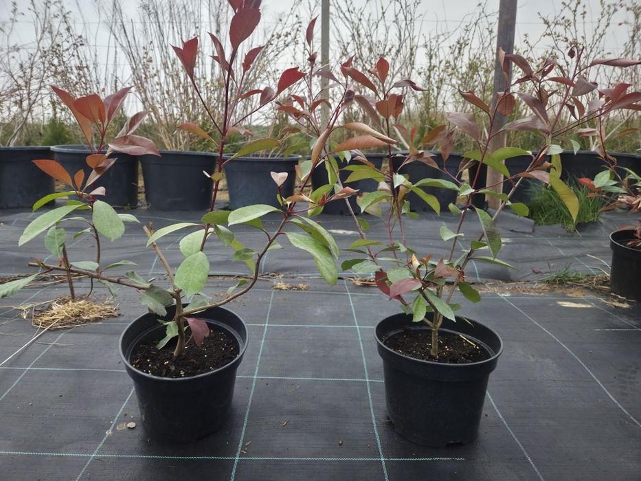 Photinia Redrobin 60-80 cm C5 poękne krzewy