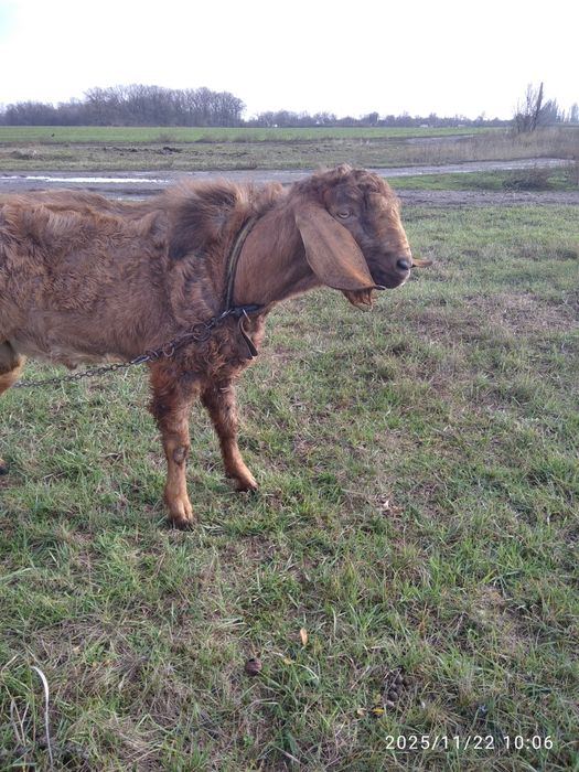 Козёл ждёт коз для совместного времяпрепровождения