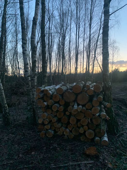 Sprzedam drzewo sosna drewno opałowe