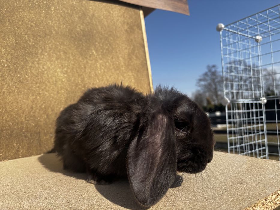 Baran francuski samczyk czarny