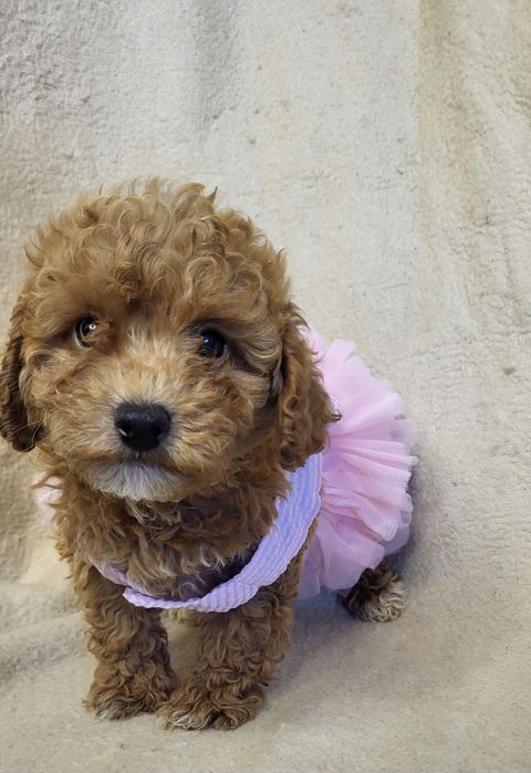 Sunia suczka maltipoo