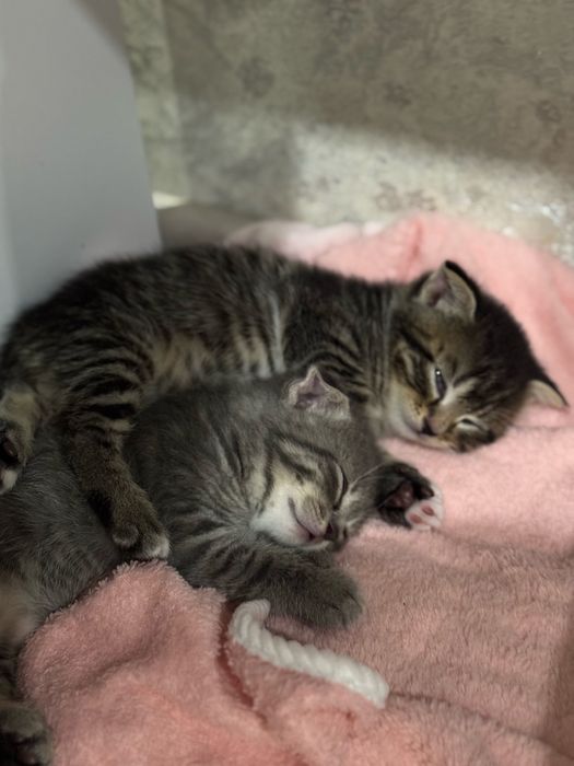 Шотландські кошенята