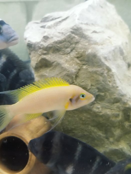 Neolamprologus daffodil tanganika 2