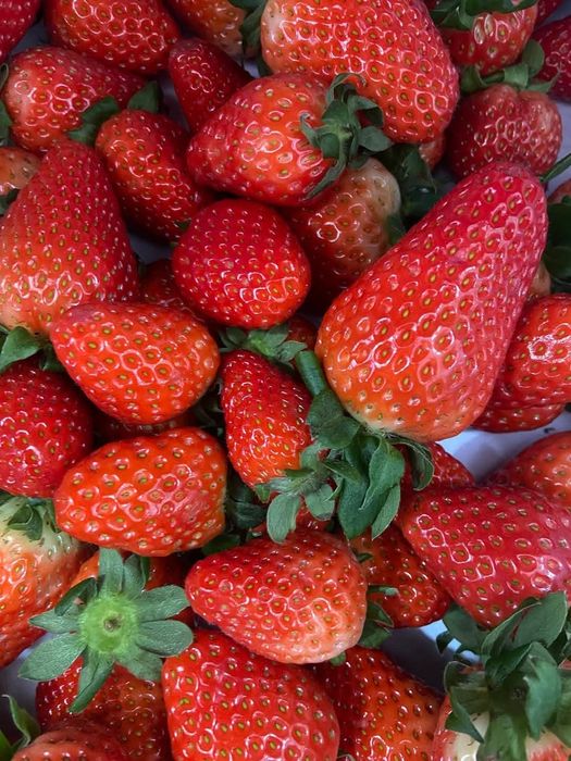 Caixas de morangos fresquinhos para entregas