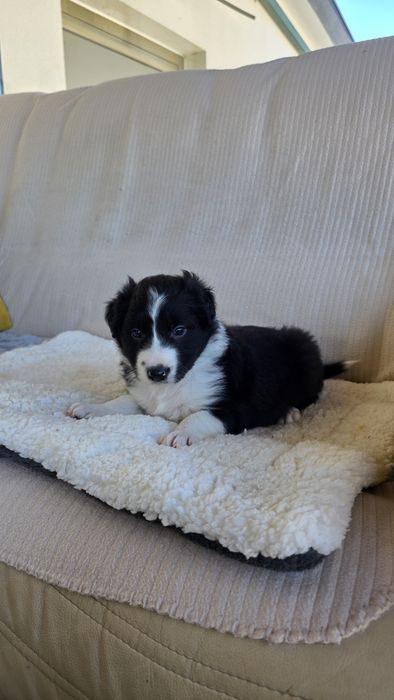 Border Collie Preto e Branco Macho