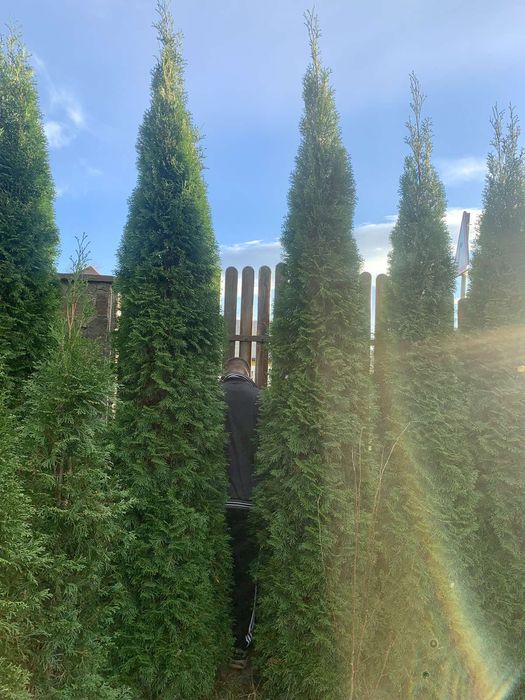 Продам туя смарагд