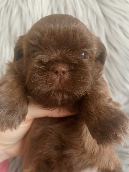 Przepiękna czekoladowa suczka rasy Shih-Tzu