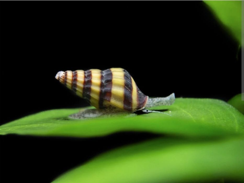 Caracol Helena aquario
