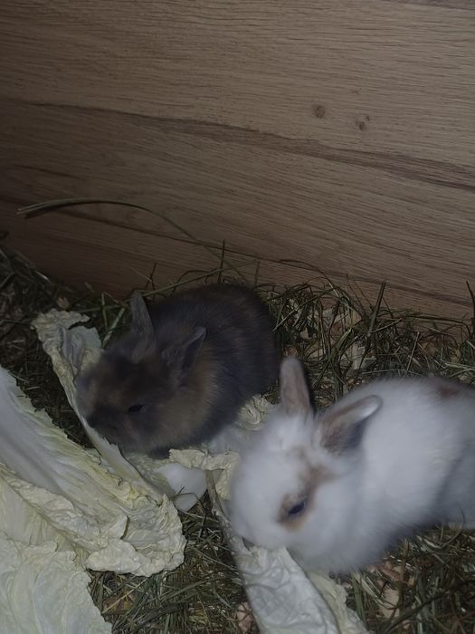 Królik dekoratywny  miniaturka