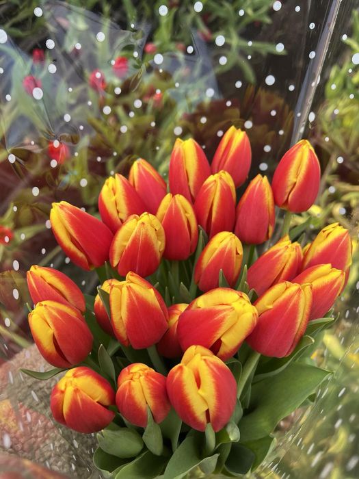 ЦИБУЛИНИ тюльпанів після вигонки у теплиці