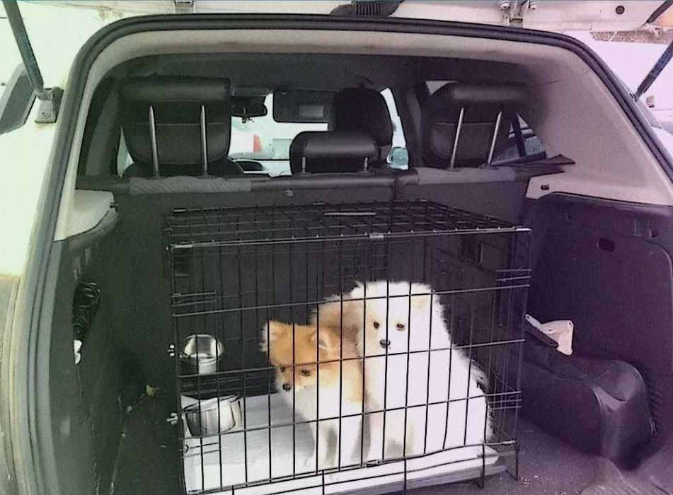 Клітка для собак котів Дім або для перевезення міцна вольєр бокс