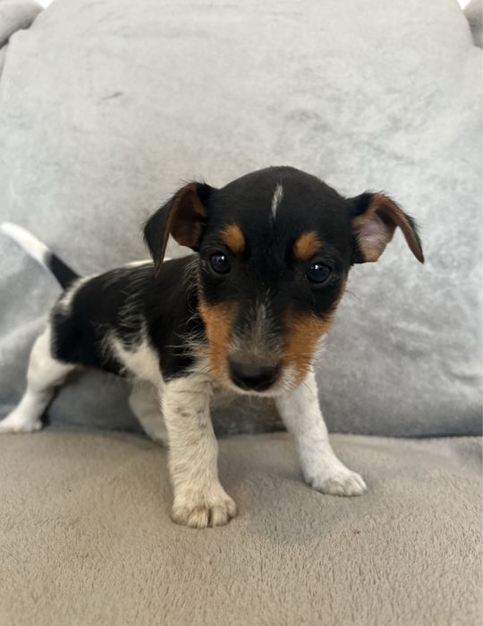 Jack Russell terrier