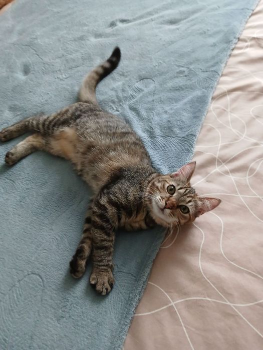 Коти безкоштовно