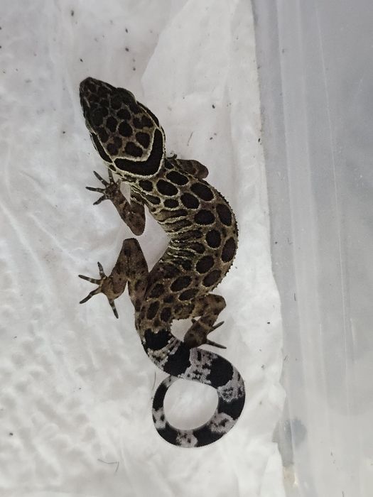 Cyrtodactylus peguensis - gekon ćwierkający, mlody samiec cb25