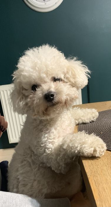 Bichpoo/poochon/bichon frise