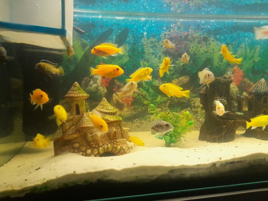 Pyszczaki  malawi mlode