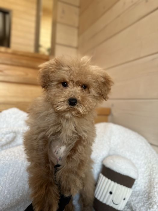 VIP мальтипу baby face f1 мини беби фейс кремового окраса