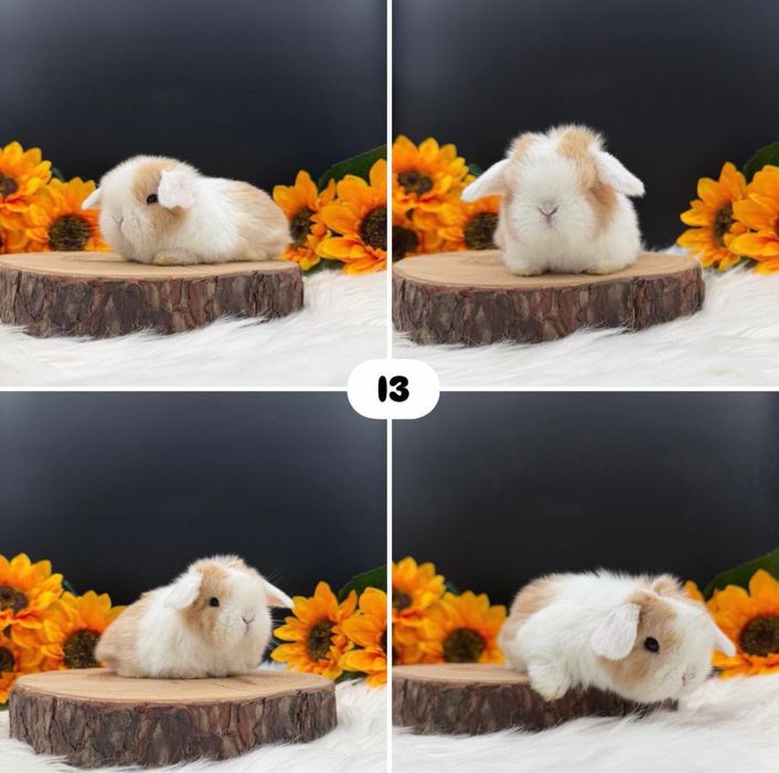 Króliczek Mini Loop