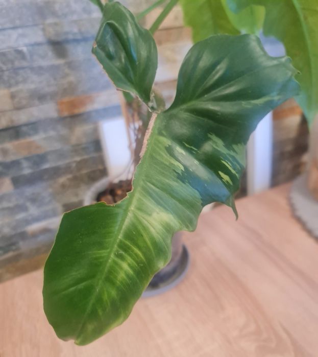 Philodendron Golden Dragon mint,cała roślina,61cm